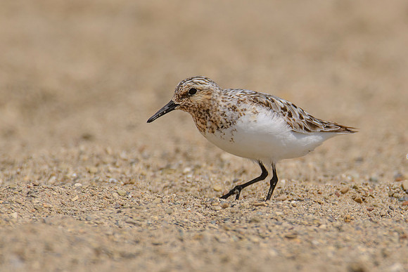 Sanderling