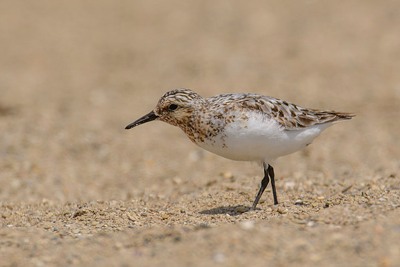 Sanderling