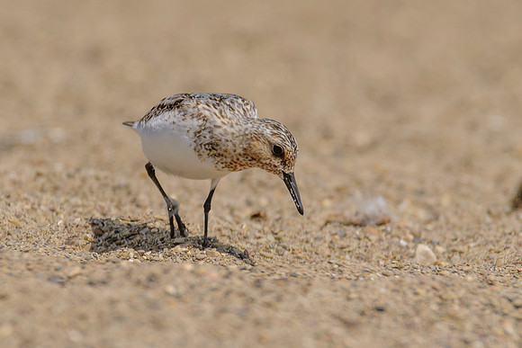 Sanderling