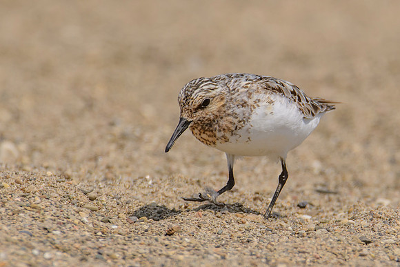 Sanderling