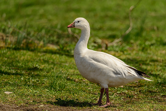 Ross's Goose