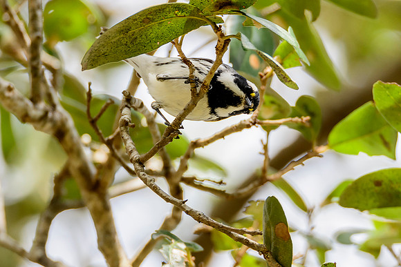 Black-throated Gray Warbler