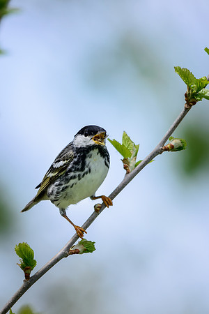 Blackpole Warbler