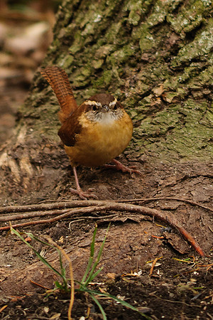 Carolina Wren
