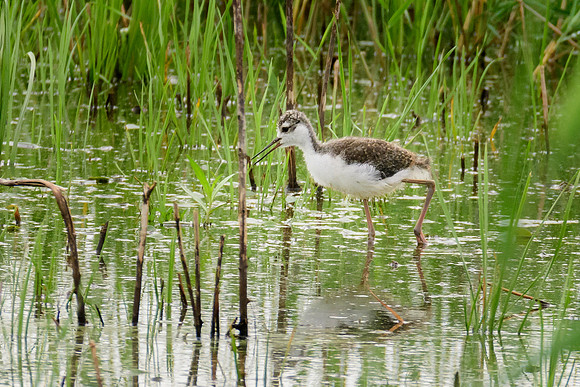 Black-necked Stilt