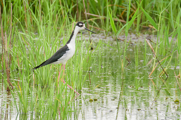Black-necked Stilt