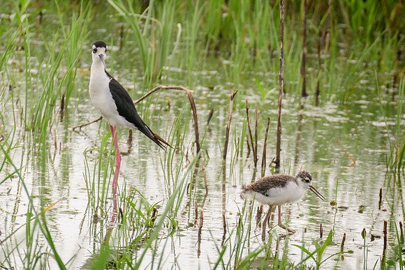 Black-necked Stilt