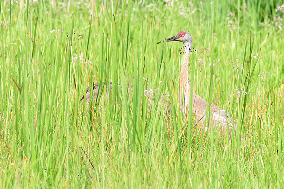Sandhill Crane