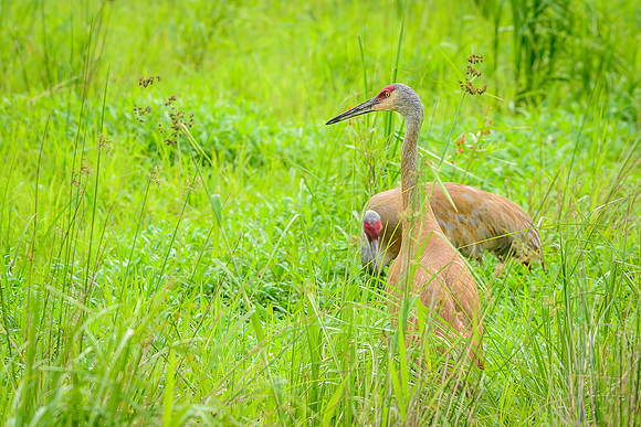 Sandhill Crane Pair