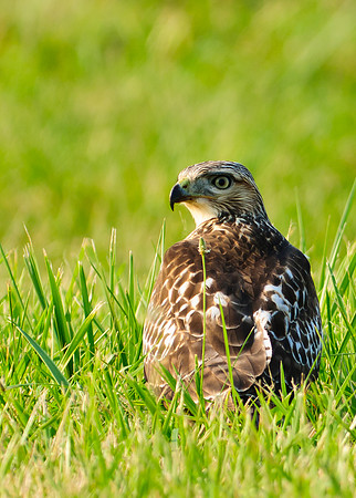 Red-tailed Hawk