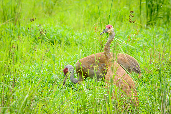 Sandhill Crane Pair