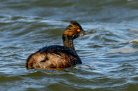 Eared Grebe