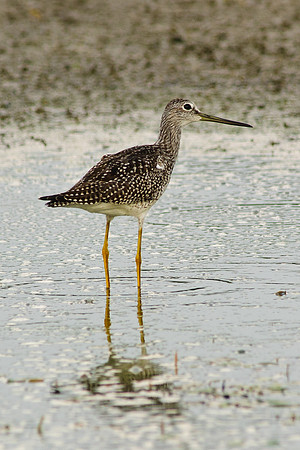 Greater Yellowlegs