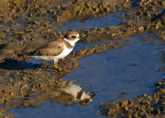 Semipalmated Plover
