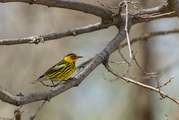 Cape May Warbler