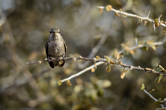 Costa's Hummingbird