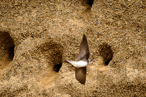 Bank Swallow