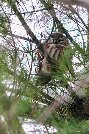 Northern Saw-whet Owl