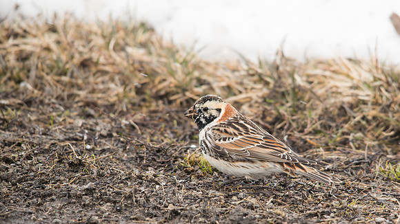 Lapland Longspur