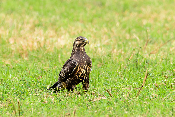 Swainson's Hawk