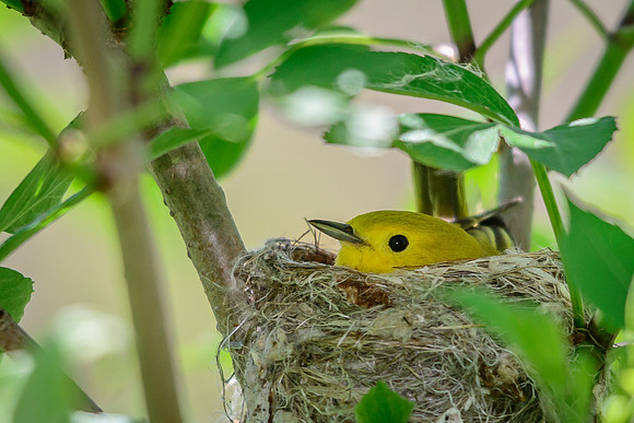 Female Yellow Warbler; Magee Marsh, Lake Erie Ohio