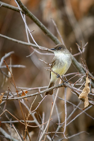 Eastern Pheobe
