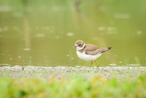 Semipalmated Plover