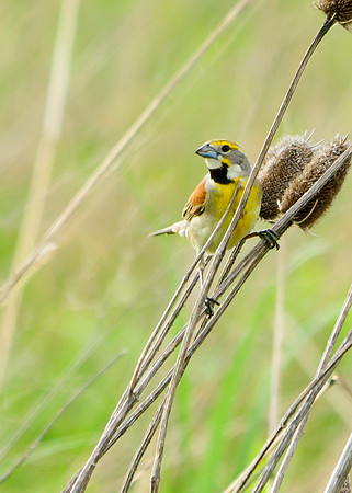 Dickcissel