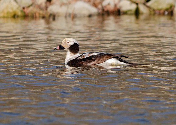 Long-tailed Duck; Grand Lake St Marys Boat Club, St Marys Ohio