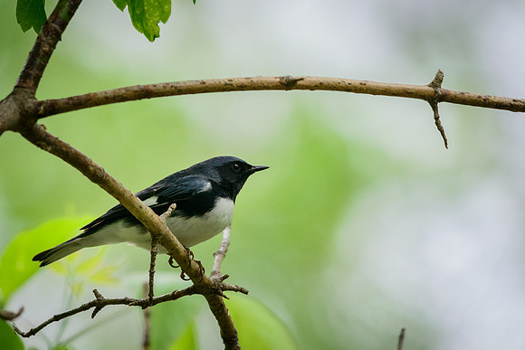 Black-throated Blue Warbler