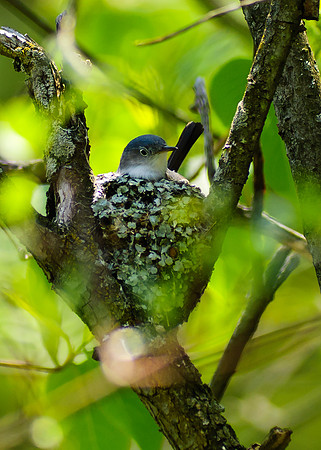 Blue Gray Gnatcatcher, Big Darby Headwaters, Union County Ohio