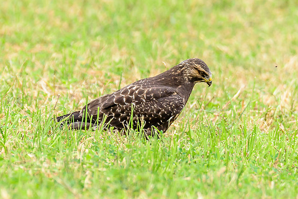 Swainson's Hawk