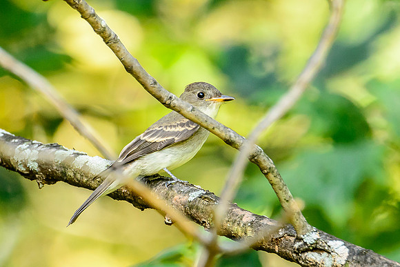 Eastern Wood Pewee