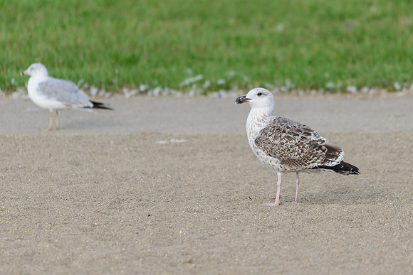 Greater Black-backed Gull