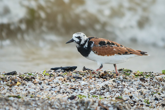 Ruddy Turnstone