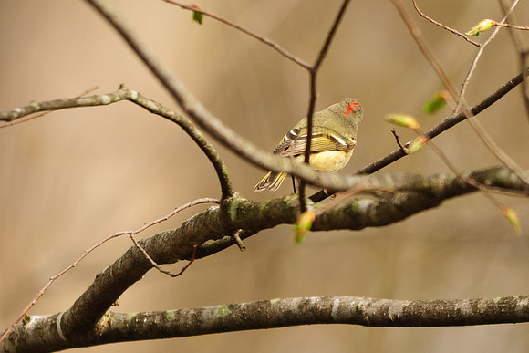 Ruby Crowned Kinglet; Lawrence Woods, Kenton OH