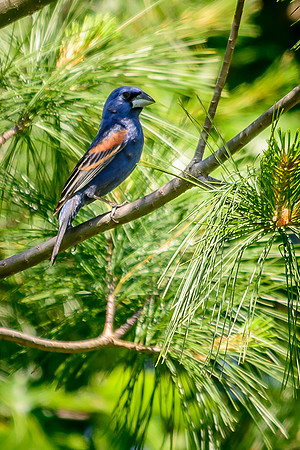 Blue Grosbeak; Batelle Darby Metro Park, Columbus Ohio