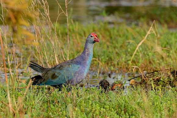 Grey-headed Swamphen