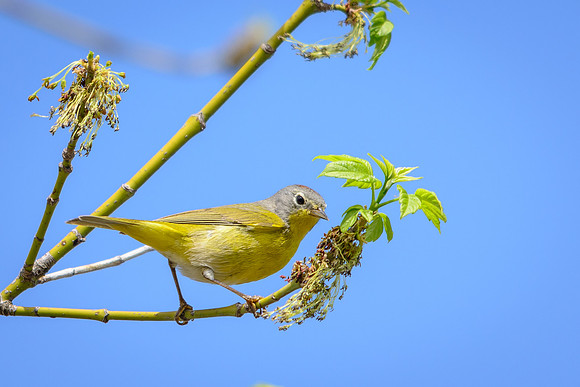 Nashville Warbler
