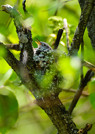 Blue Gray Gnatcatcher, Big Darby Headwaters, Union County Ohio