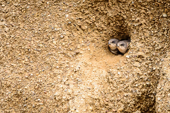 Bank Swallow