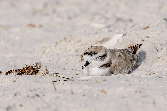 Snowy Plover