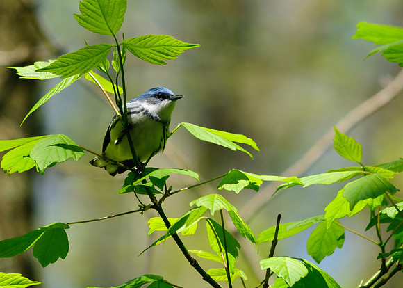 Cerulean Warbler;Lawrence Woods, Kenton OH
