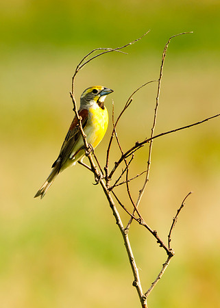 Dickcissel