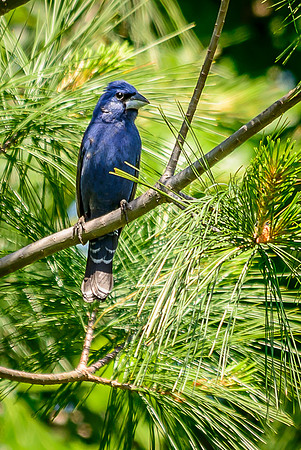 Blue Grosbeak; Batelle Darby Metro Park, Columbus Ohio