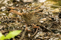 Lincoln's Sparrow
