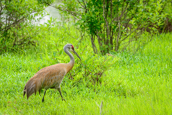 Male Sandhill Crane