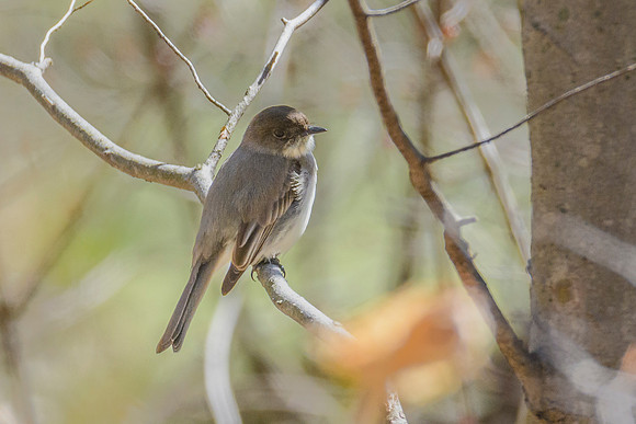 Eastern Pheobe
