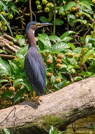 Green Heron