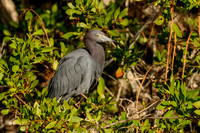Little Blue Heron